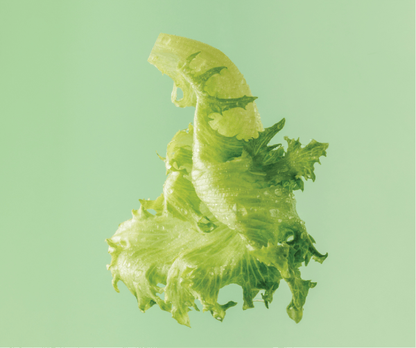 Enjoy Greenhouse Grown Lettuce!